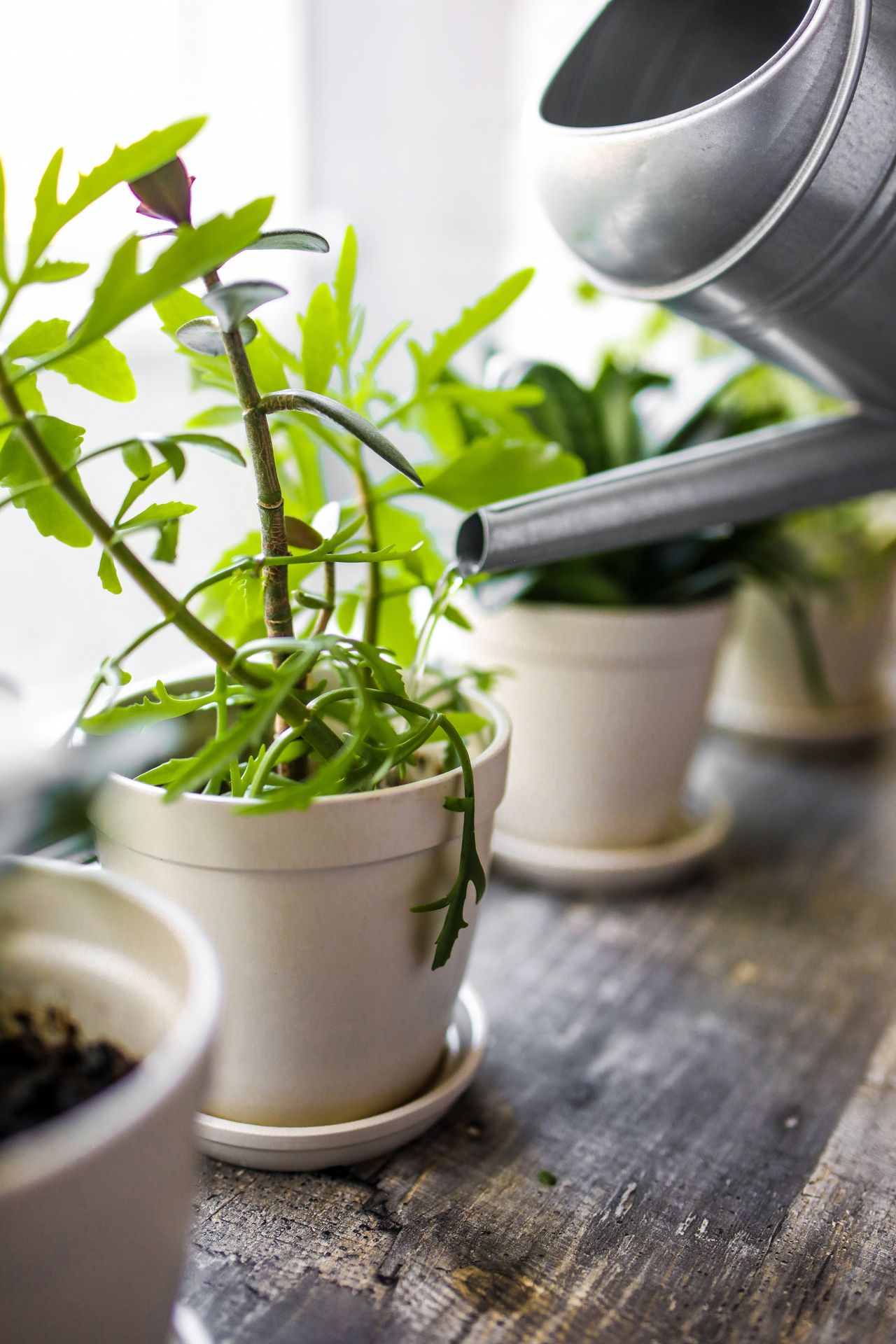 窓辺に並ぶ鉢植えと、金属製のじょうろ。